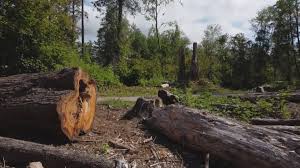Corpus Christi, TX Tree Removal Company