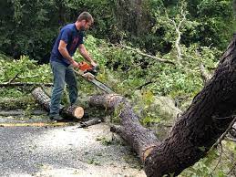 Best Emergency Tree Removal  in Corpus Christi, TX